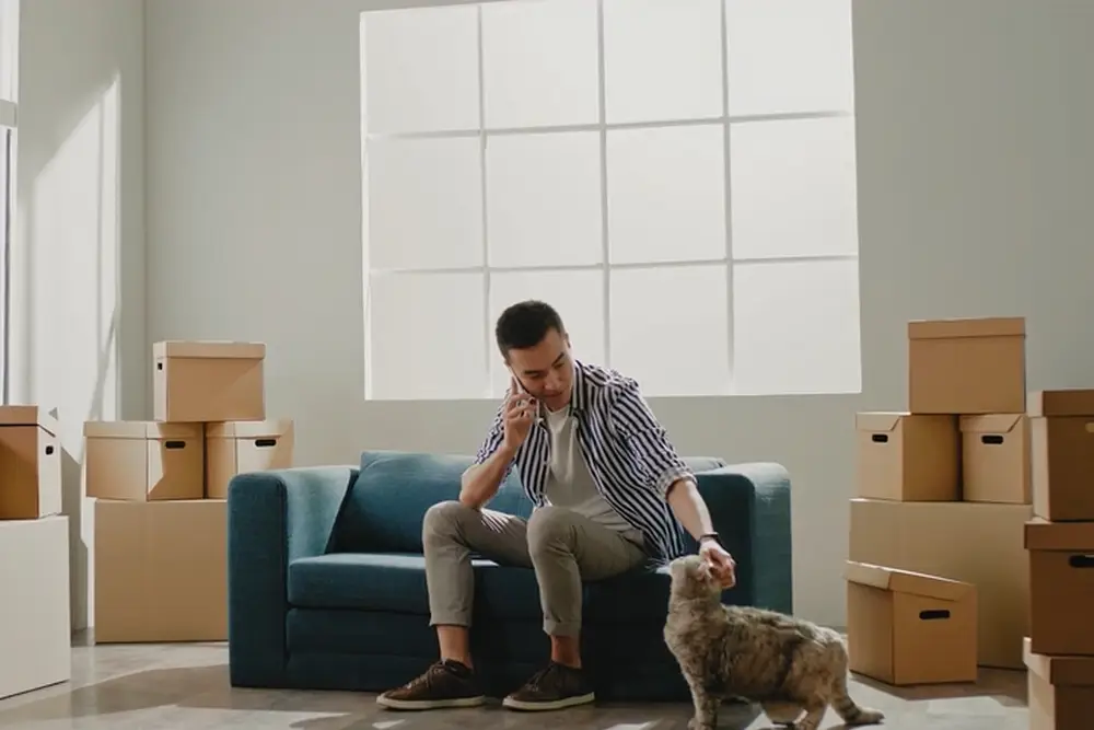 Umzug mit Haustieren Katze